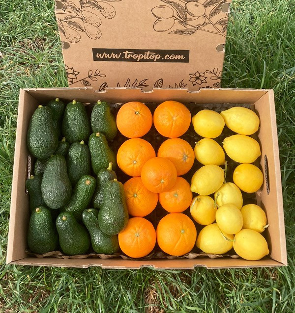 Petit-déjeuner avec des avocats: Avocats, oranges et citrons