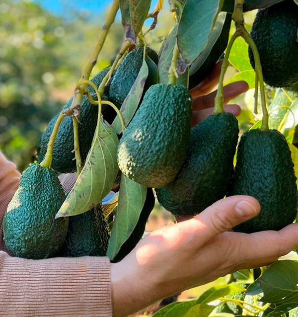 Avocados Online Kaufen | Bestellen aus Spanien - Tropitop