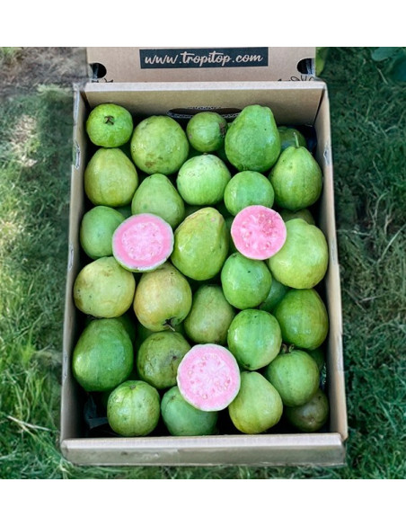Comprar Guayaba Fresca Online | Guayaba de España