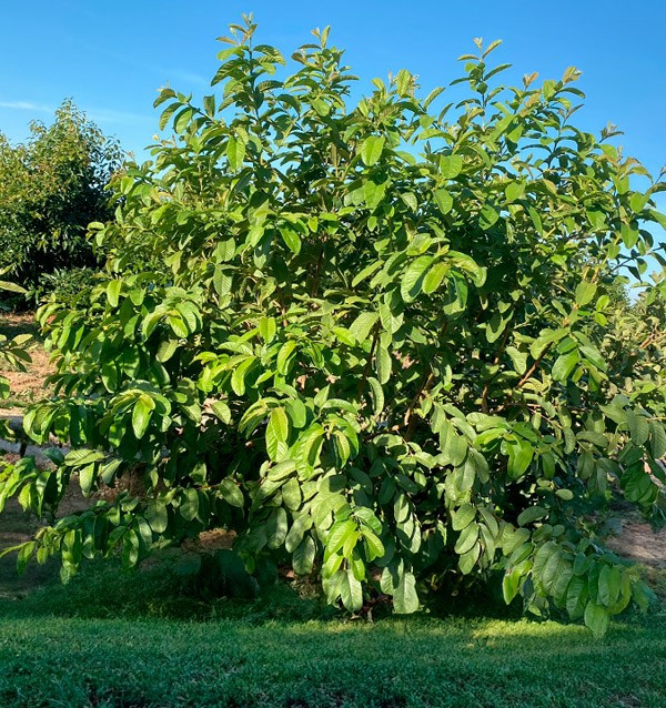 Acquista Guava Fresca Online | Guava dalla Spagna