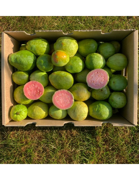 Acquista Guava Fresca Online | Guava dalla Spagna