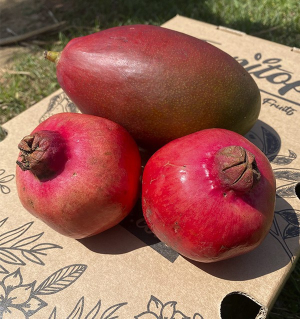Buy pomegranate and mango online at Tropitop