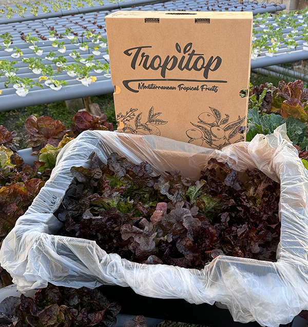 Buy Hydroponic Lettuce Online - Fresh, Living Lettuce from Tropitop