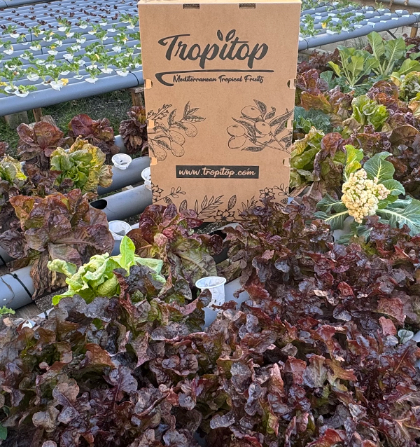 Buy Hydroponic Lettuce Online - Fresh, Living Lettuce from Tropitop 2