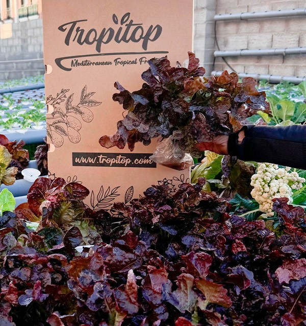 Comprar Lechugas Hidropónicas Online - Lechugas vivas sabrosas y de calidad Tropitop
