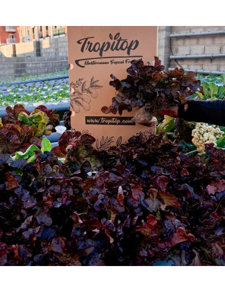 Buy Hydroponic Lettuce Online - Fresh, Living Lettuce from Tropitop