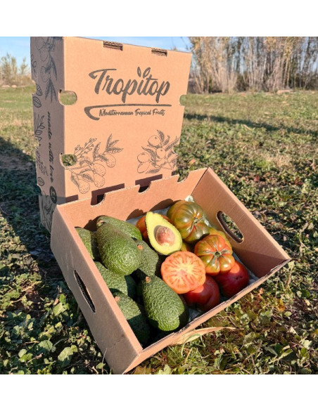 Acquista Avocado Hass e Pomodoro Raf online su Tropitop