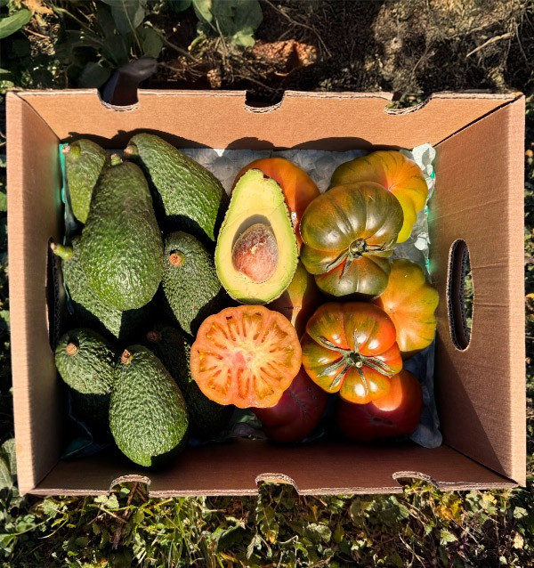 Acquista Avocado Hass e Pomodoro Raf online su Tropitop