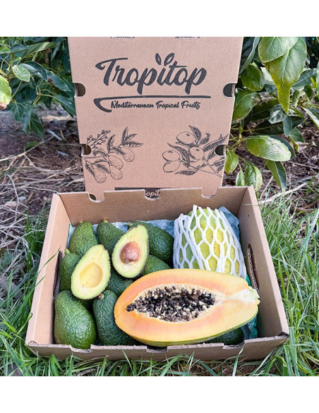 Comprar Aguacate Hass y Papayas | Sabor Cremoso y Exótico en Tropitop