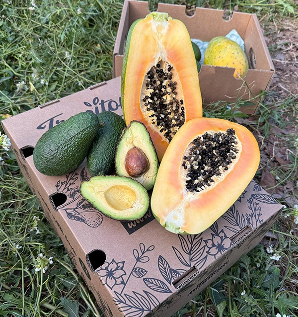 Acheter Avocat Hass et Papayes | Saveur Crémeuse et Exotique chez Tropitop