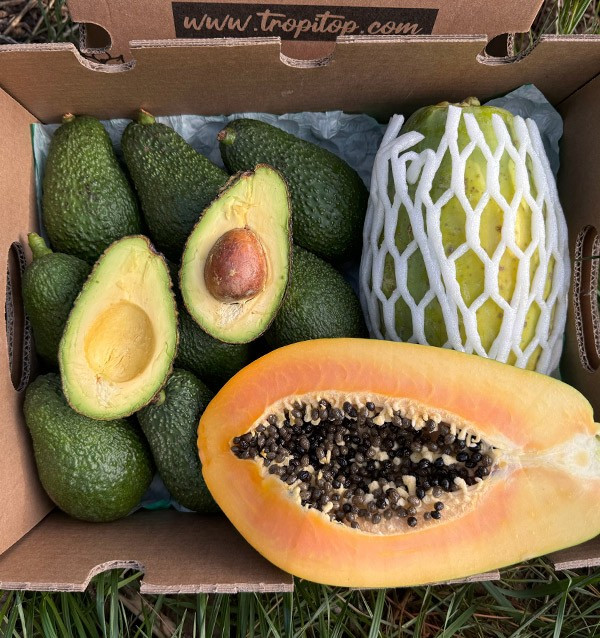 Acheter Avocat Hass et Papayes | Saveur Crémeuse et Exotique chez Tropitop