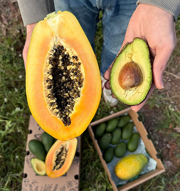 Acheter Avocat Hass et Papayes | Saveur Crémeuse et Exotique chez Tropitop