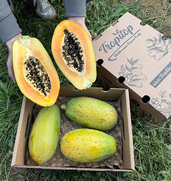 Buy Papayas Online | Discover the Exotic Flavor and Health Benefits