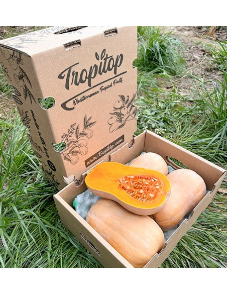 Acquistare zucca butternut online su Tropitop