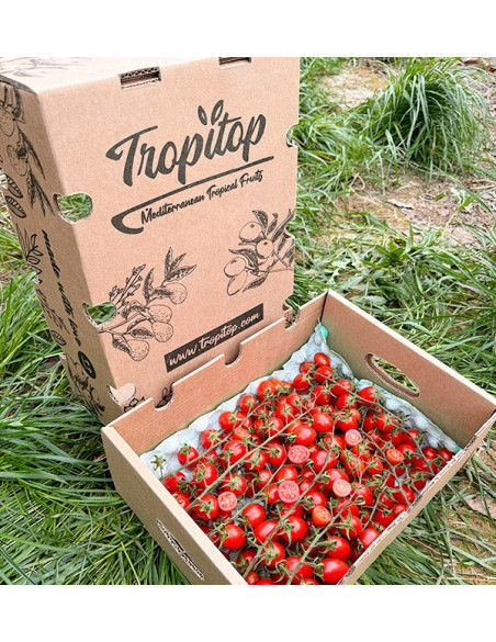 Acquista Pomodori Cherry on the Vine Online