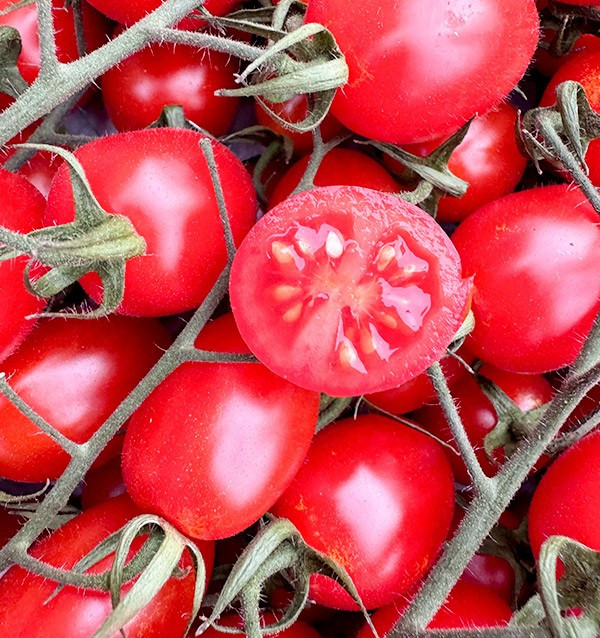 Buy Cherry Tomatoes on the Vine Online