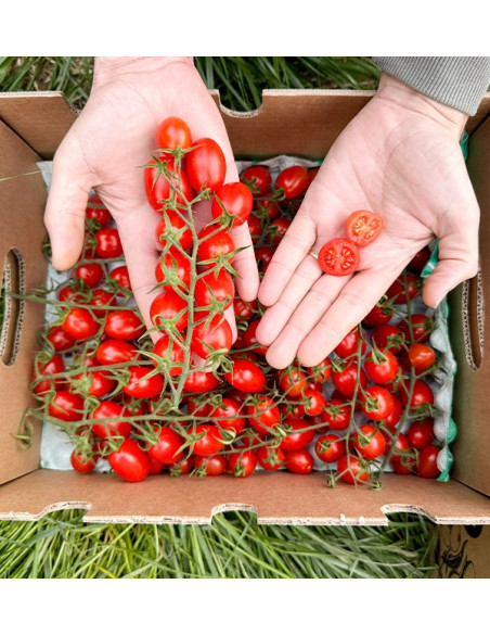Online Kirschtomaten an der Traube kaufen