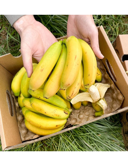 Acheter des Bananes des Canaries en ligne sur Tropitop