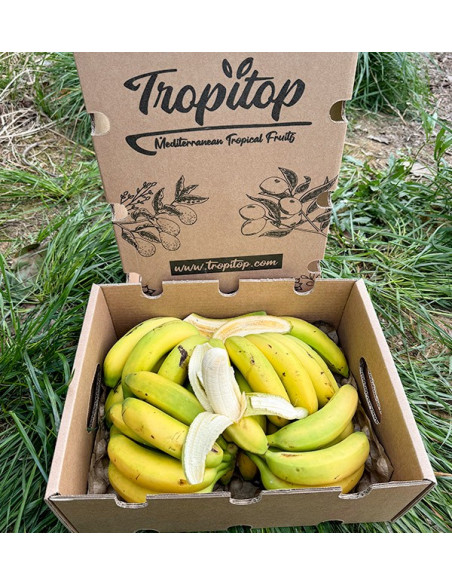 Buy Canarian Bananas Online at Tropitop