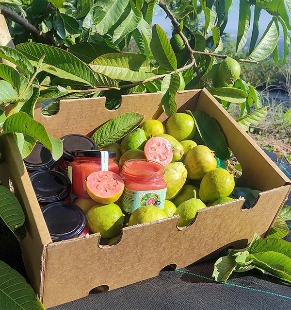 Comprar Mermelada de Guayaba Natural | Artesanal y Ecológica | Tropitop