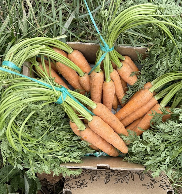 Buy Carrots Online at Tropitop