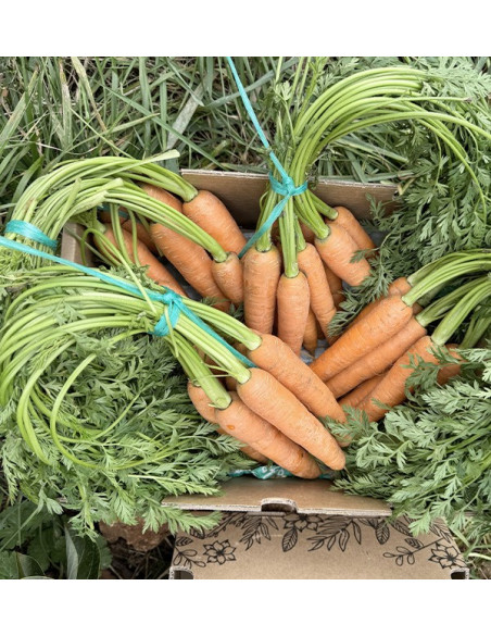 Buy Carrots Online at Tropitop
