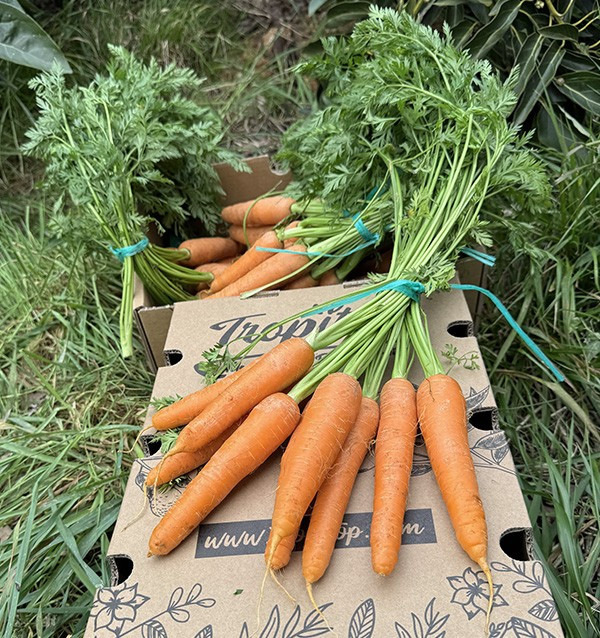 Acheter des carottes en ligne sur Tropitop