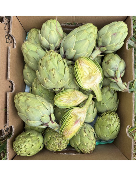 Compre Artichokes Valencianas Online na Tropitop