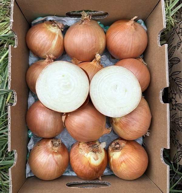 Trockenweiße Zwiebeln online bei Tropitop kaufen