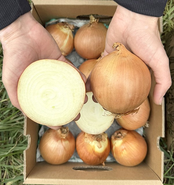 Buy White Dried Onions Online at Tropitop