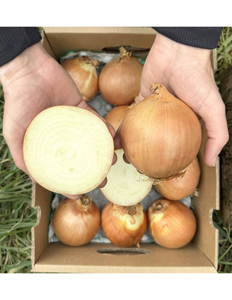 Buy White Dried Onions Online at Tropitop