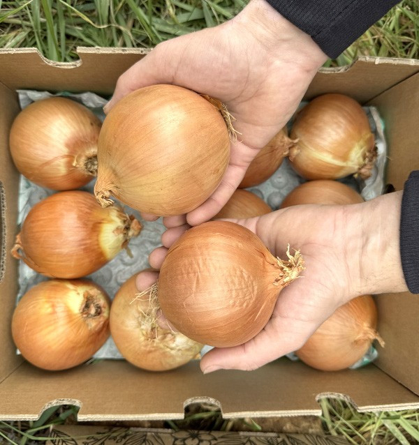 Buy White Dried Onions Online at Tropitop