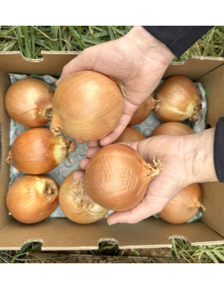 Buy White Dried Onions Online at Tropitop