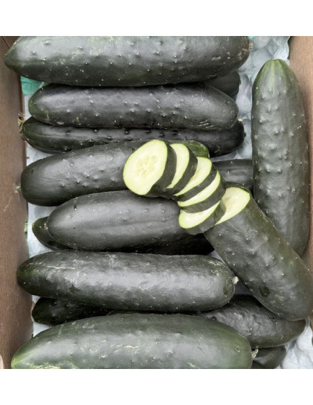 Buy Short Cucumber Online at Tropitop