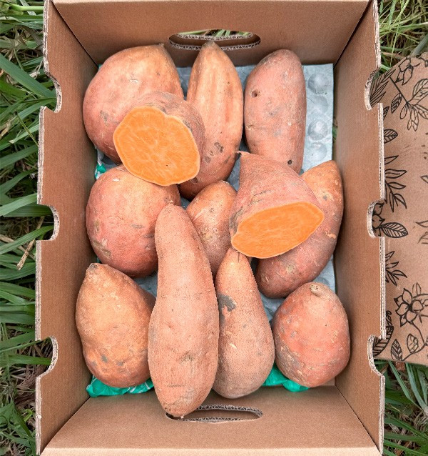 Buy Sweet Potatoes Online at Tropitop