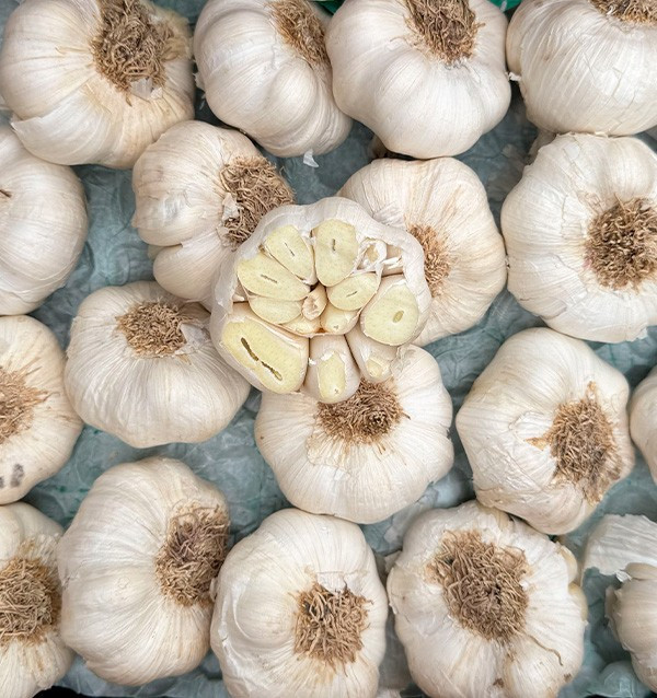 Buy White Garlic Online at Tropitop