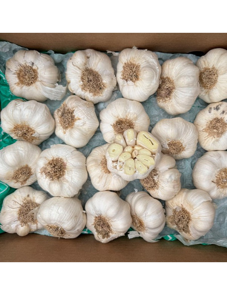 Kaufen Sie weißen Knoblauch online bei Tropitop