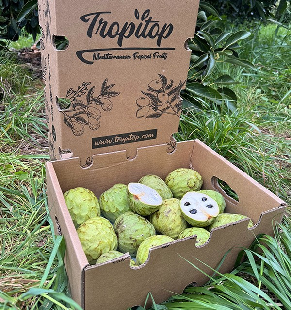 Buy Cherimoya Online at Tropitop