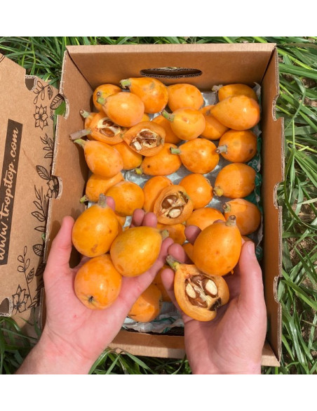 Buy Loquats Online at Tropitop