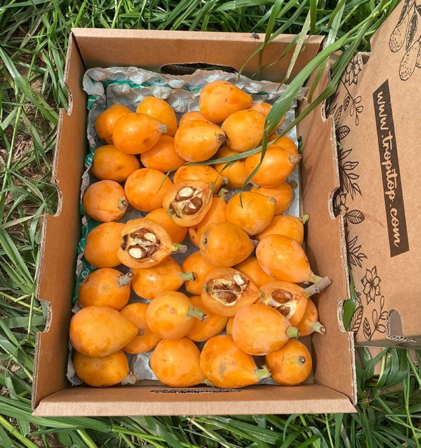 Buy Loquats Online at Tropitop