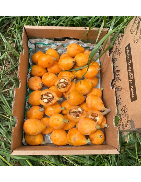 Buy Loquats Online at Tropitop