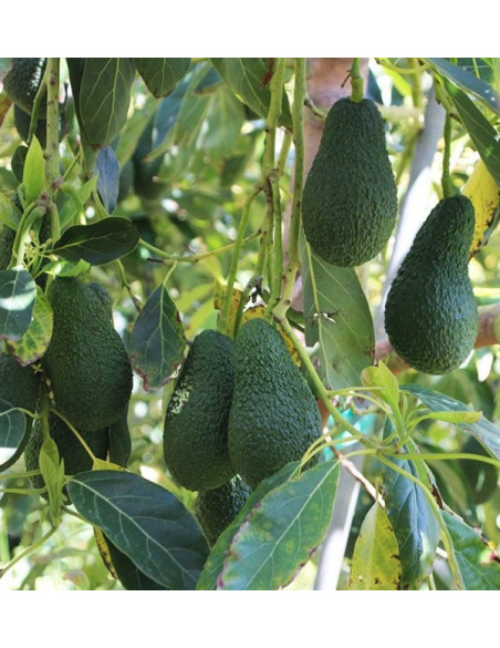 Buy Loquats and Hass Avocados Online at Tropitop