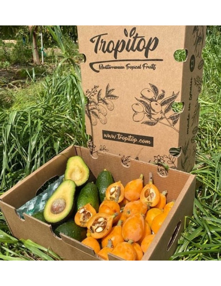 Acquista Nespole e Avocado Hass online su Tropitop