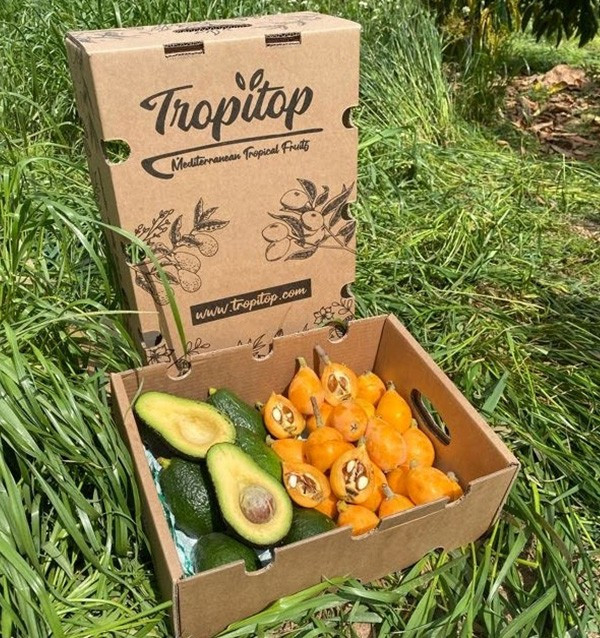 Buy Loquats and Hass Avocados Online at Tropitop