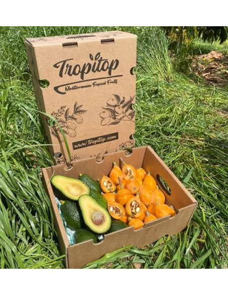 Comprar Nísperos y Aguacates Hass Online en Tropitop