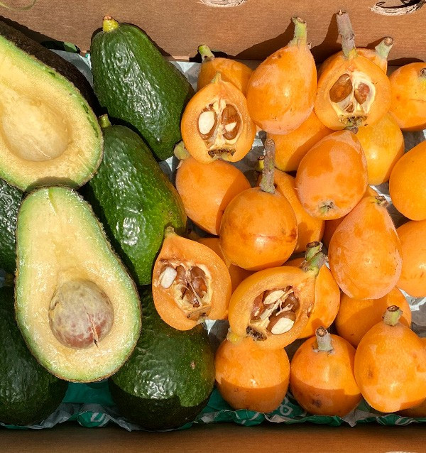 Buy Loquats and Hass Avocados Online at Tropitop