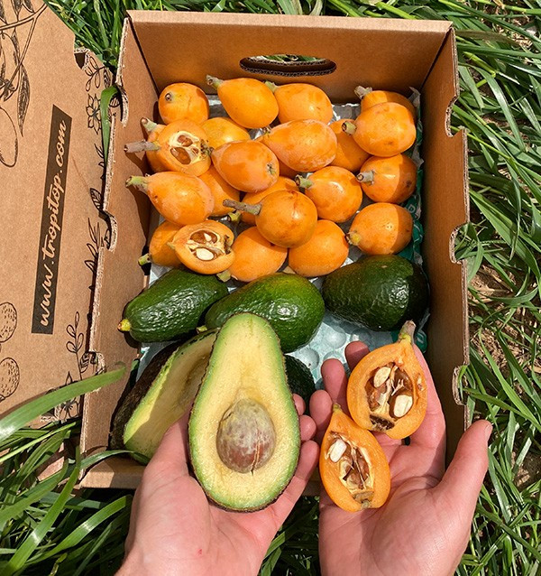 Acheter des Nèfles et des Avocats Hass en ligne chez Tropitop