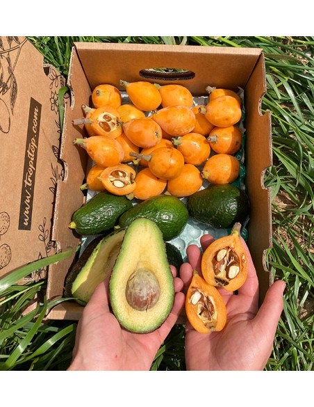 Comprar Nísperos y Aguacates Hass Online en Tropitop