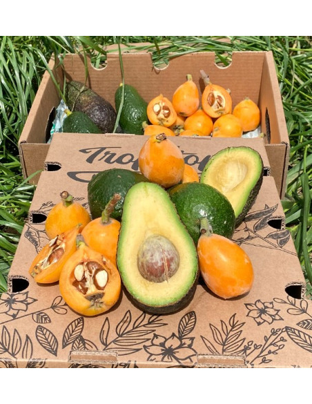 Buy Loquats and Hass Avocados Online at Tropitop