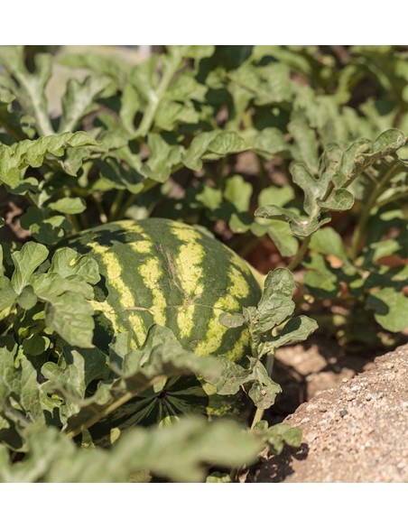 Buy Striped Watermelon Online at Tropitop